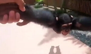 Life could be dream monkey