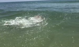 Bouncing tits running in the waves in sheer suit